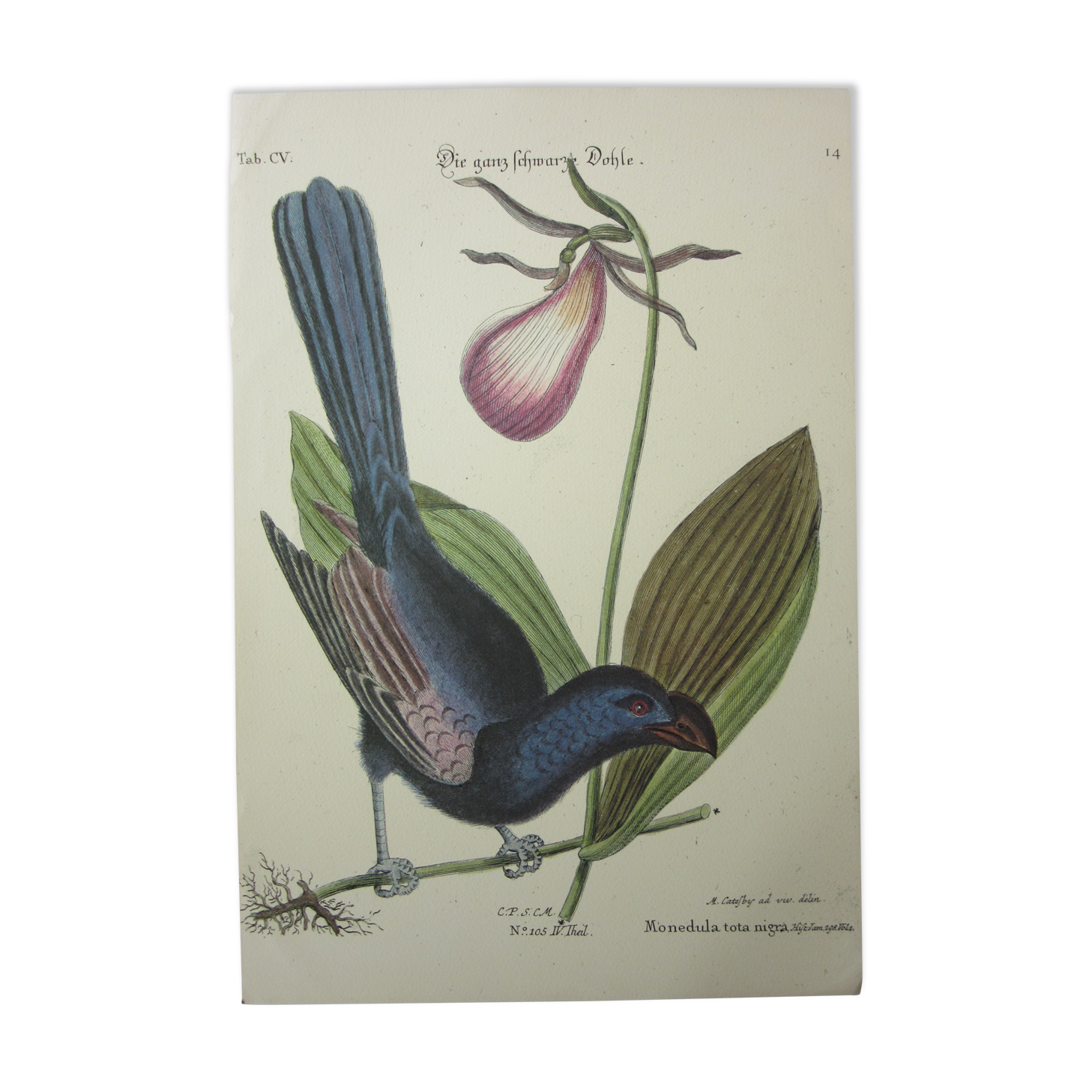 Engraving bird, monedula, repro Catesby/Seligmann