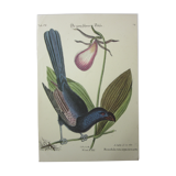 Engraving bird, monedula, repro Catesby/Seligmann