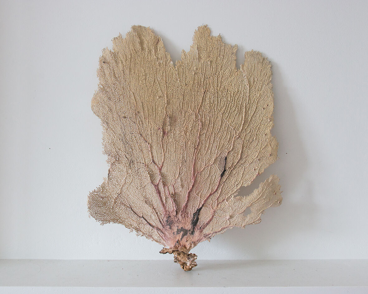 Ancient Gorgon coral