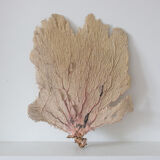 Ancient Gorgon coral