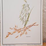 Botanical board Oats