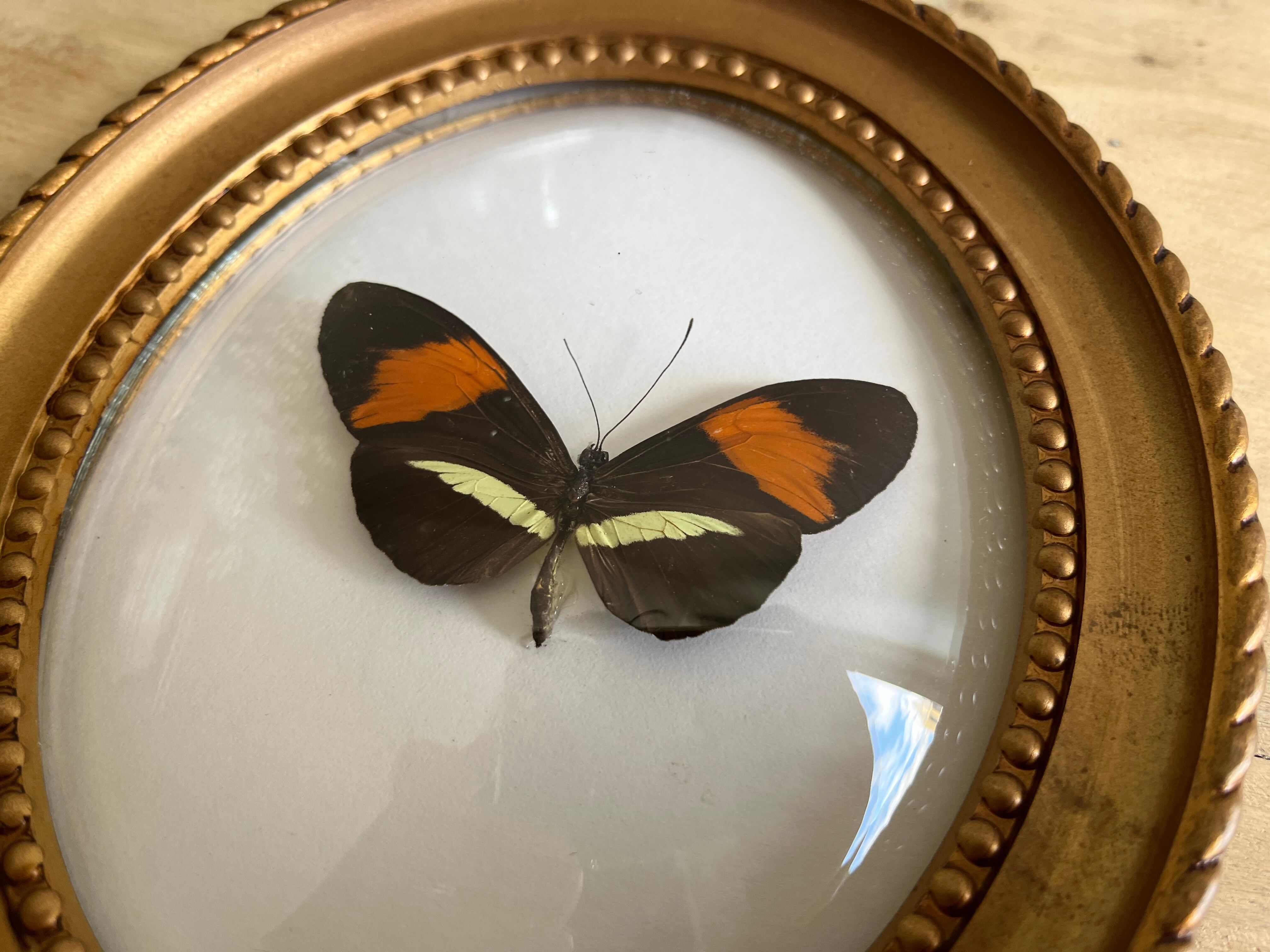 Cadre papillon naturalisé verre bombé