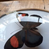 Papillon naturalisé encadré dans un cadre ovale bombé ancien