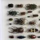 Entomological box Deyrolle Paris - Important collection of Coleoptera