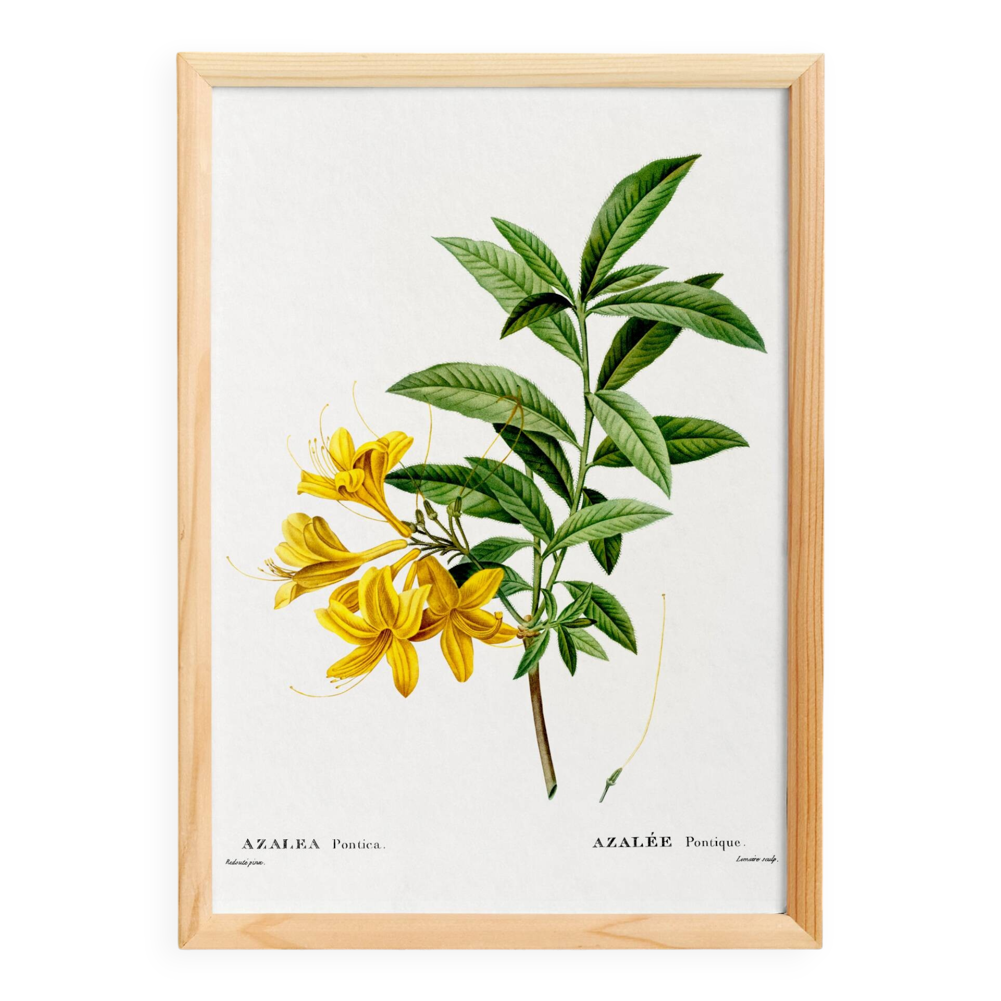 Poster about the Azalea, based on an old engraving