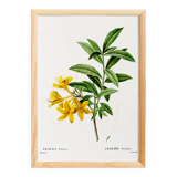 Poster about the Azalea, based on an old engraving