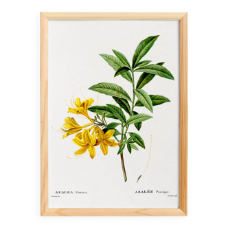 Poster about the Azalea, based on an old engraving