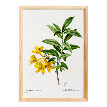 Poster about the Azalea, based on an old engraving
