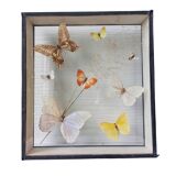 Cadre taxidermie papillons