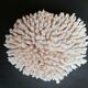 Corail authentique