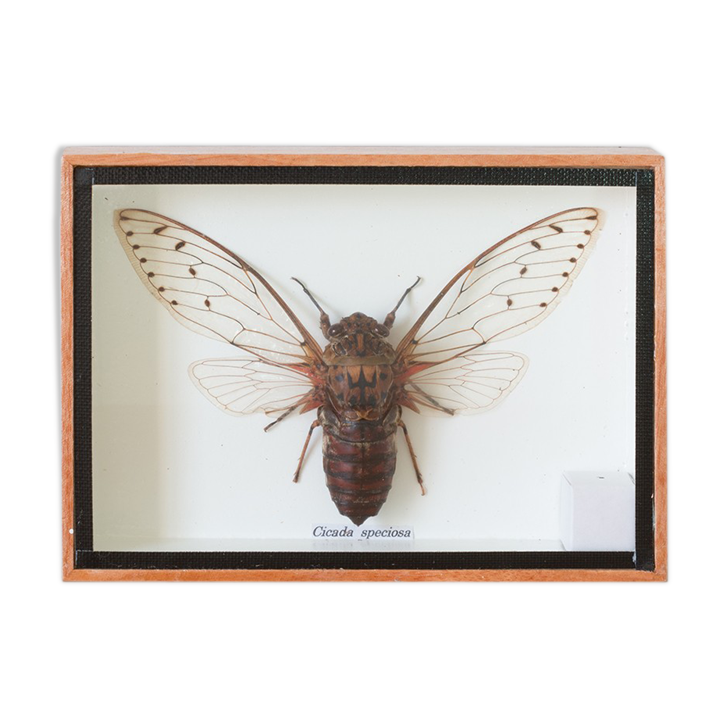 Naturalized entomology insect