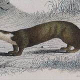 Original zoological board " badger, otter, fouine,... " - buffon 1840
