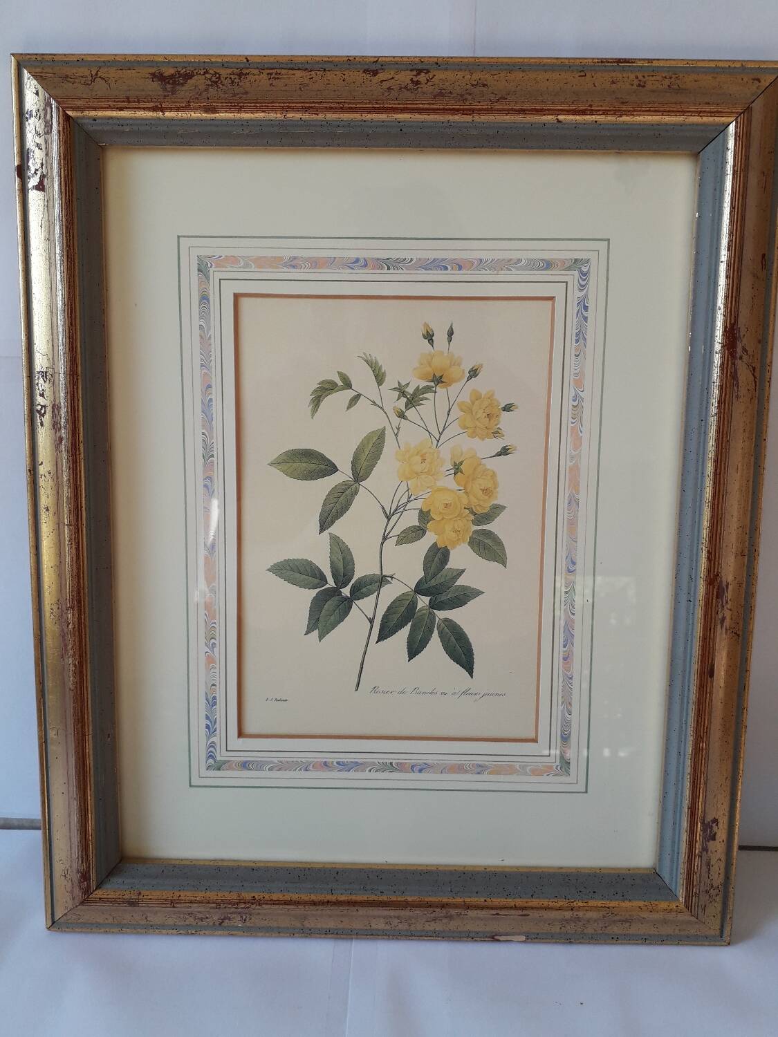 Yellow roses frame pierre jose redoute