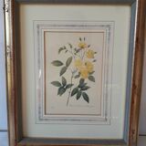 Yellow roses frame pierre jose redoute