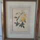 Yellow roses frame pierre jose redoute