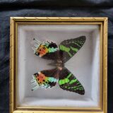 Naturalized butterfly framed