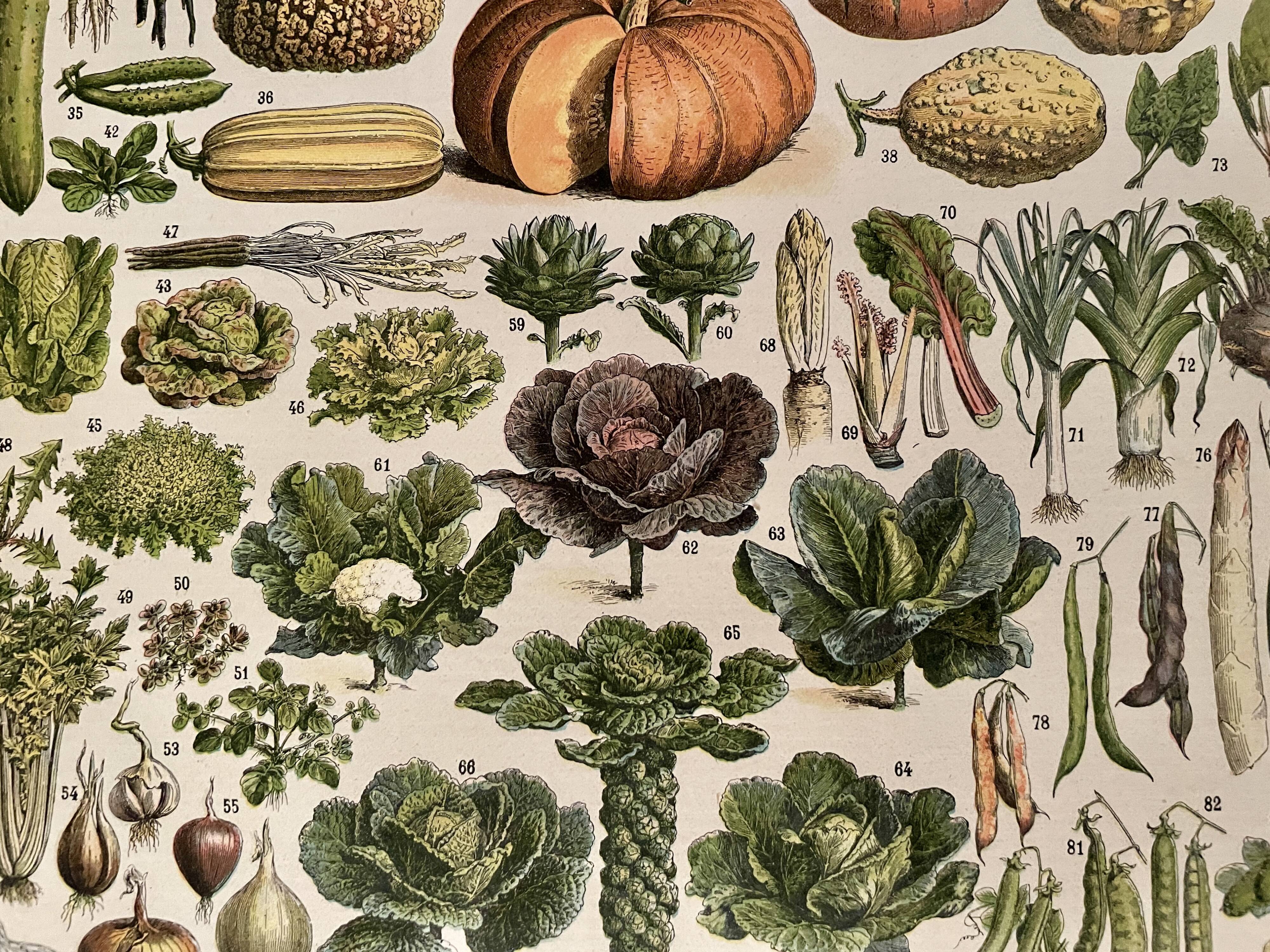Lithograph on vegetables and vegetable plants - 1900