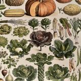 Lithograph on vegetables and vegetable plants - 1900