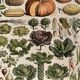 Lithograph on vegetables and vegetable plants - 1900