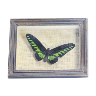 Old frame with butterfly