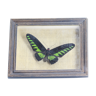 Old frame with butterfly