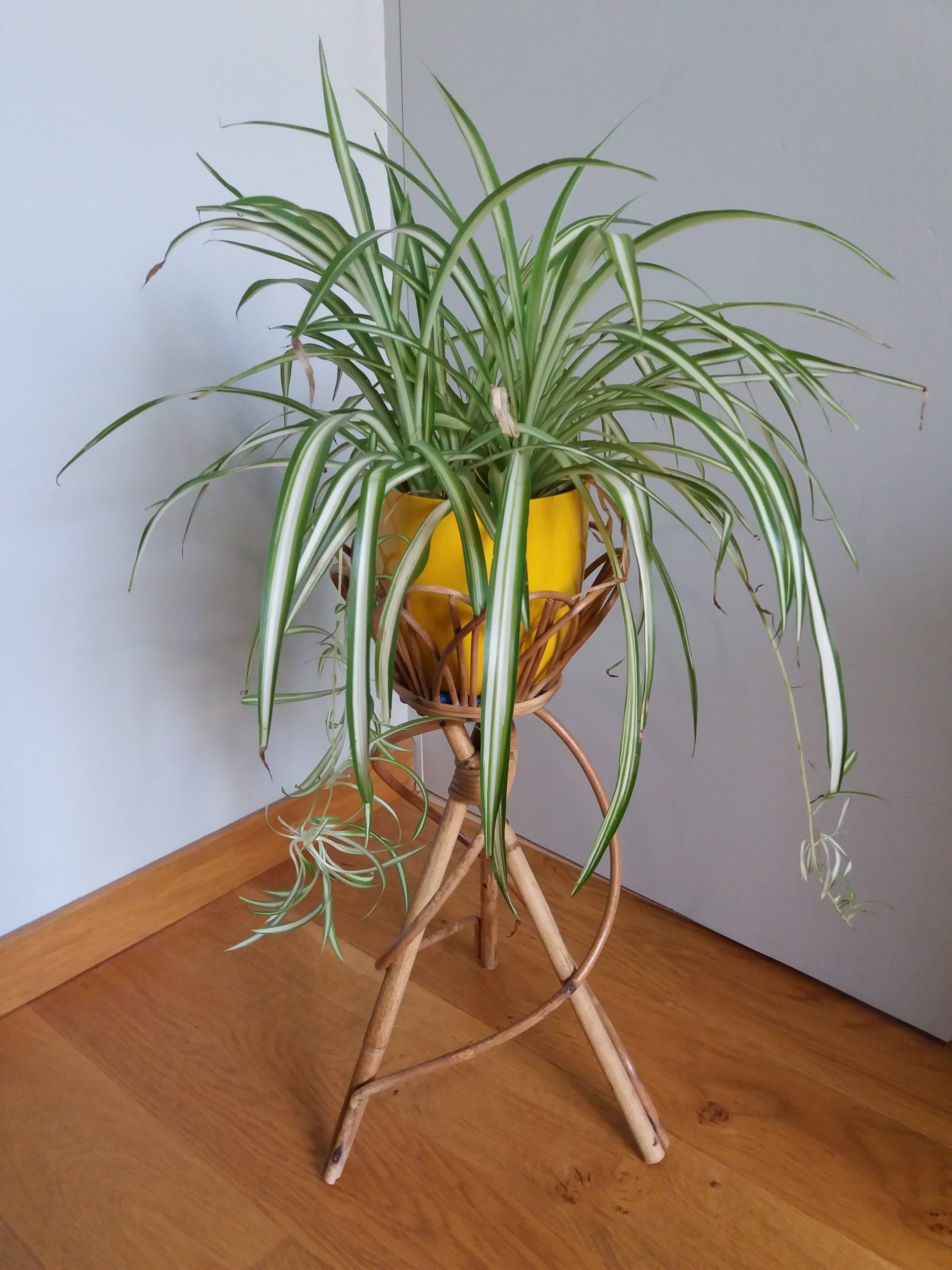 Rattan wicker plant holder