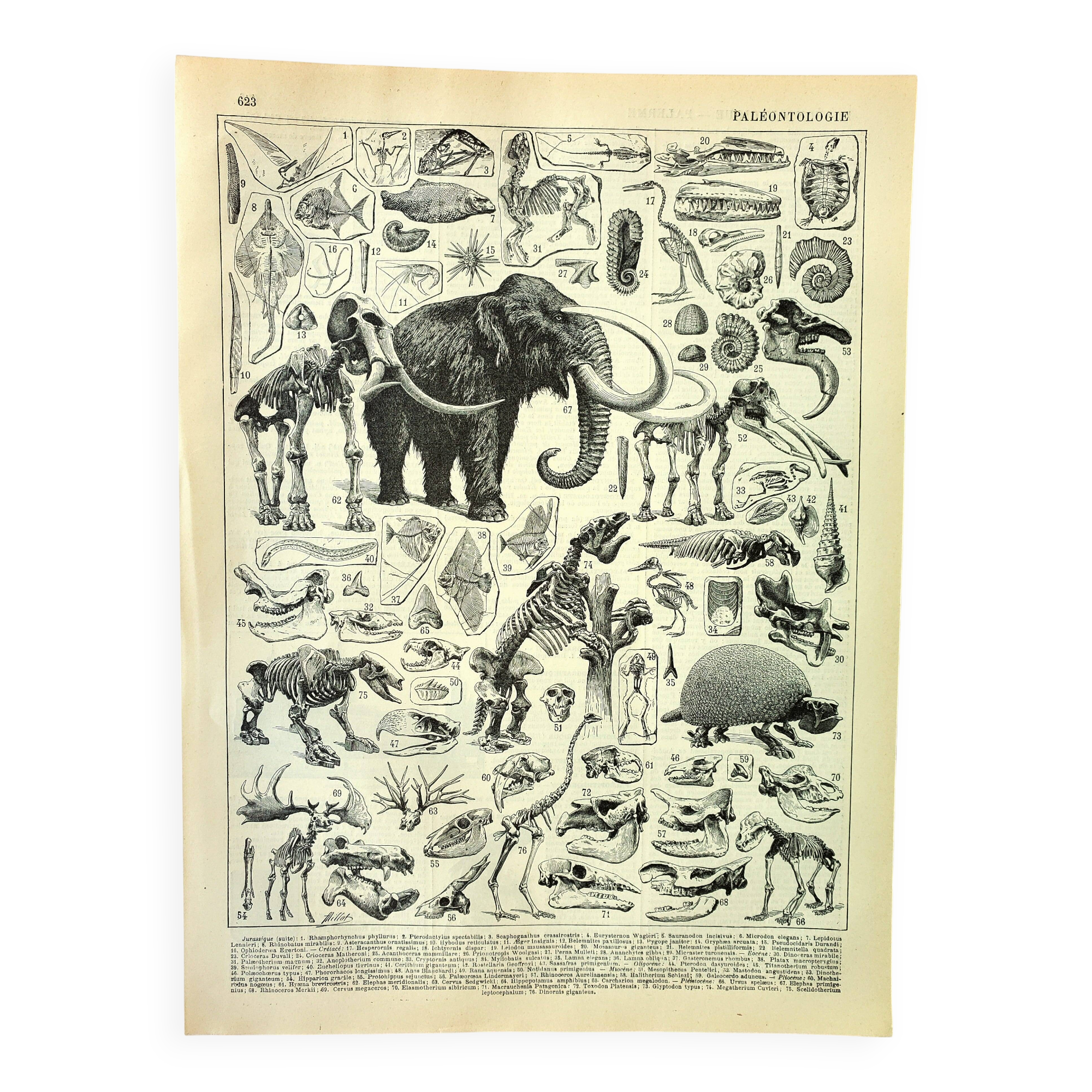 Botanical engraving 1897 A. Millot - Paleontology 2, prehistory
