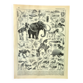Gravure botanique 1897 A. Millot - Paléontologie 2, préhistoire