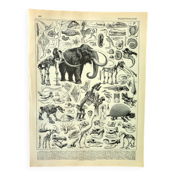 Botanical engraving 1897 A. Millot - Paleontology 2, prehistory