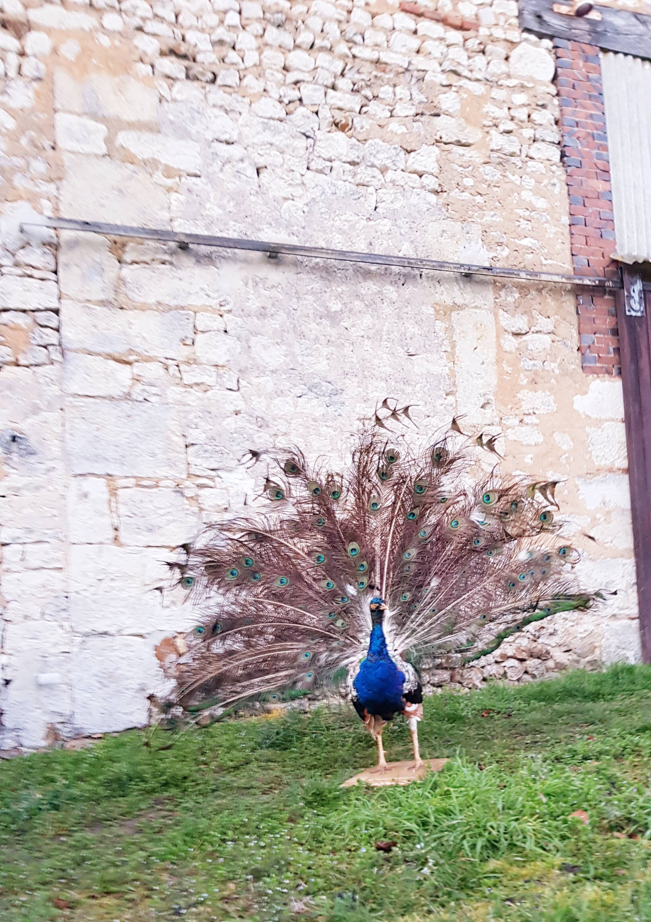 Naturalized blue peacock