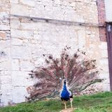 Naturalized blue peacock