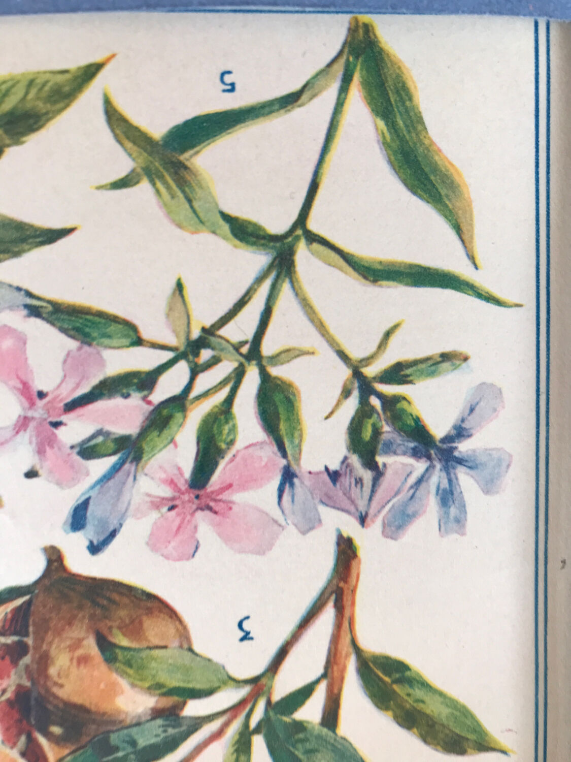 Planche vintage originale fleurs/botanique