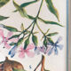 Planche vintage originale fleurs/botanique