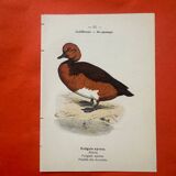 Botanical engraving birds double sided naturalist board