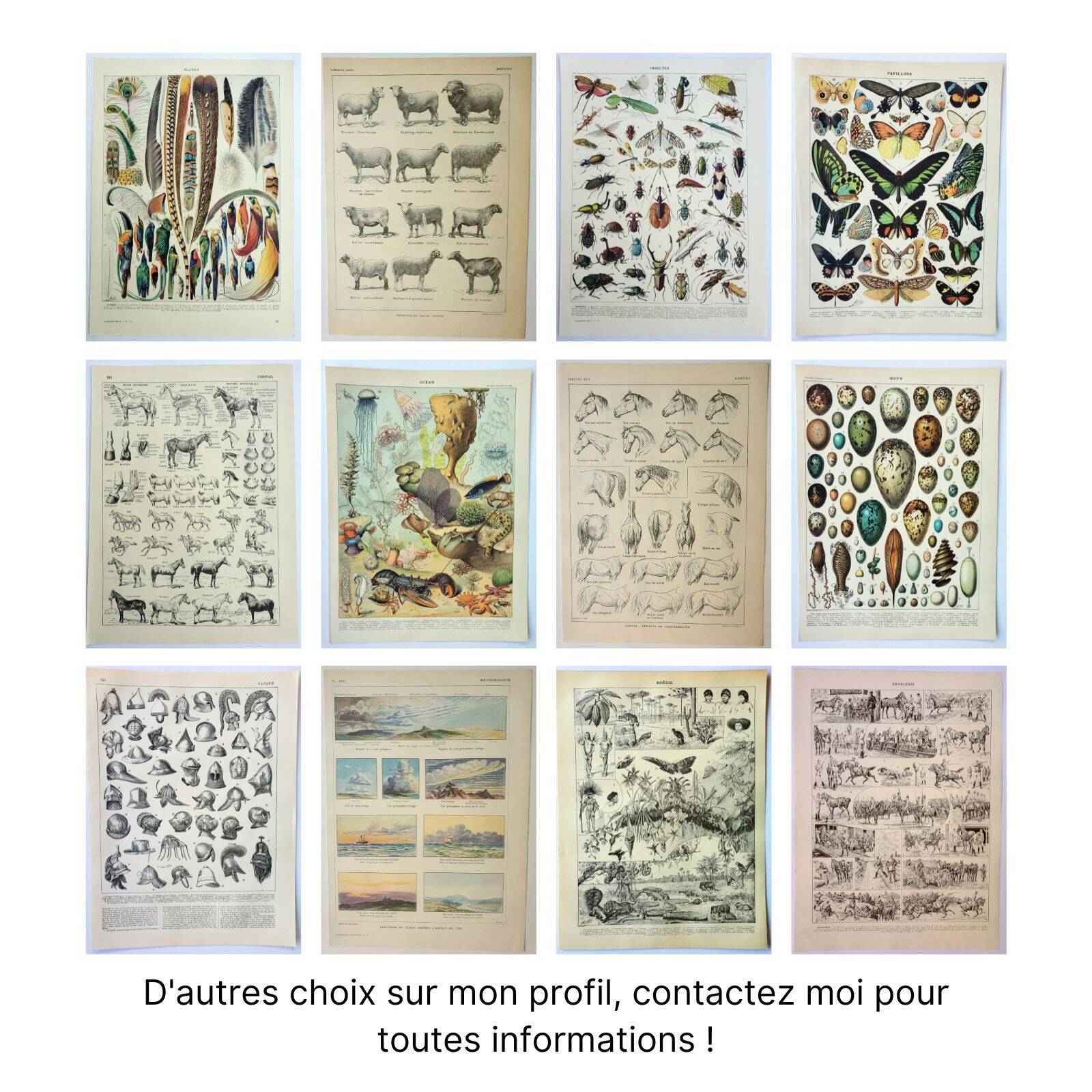 Gravure ancienne 1922, Papillon, chenille, insectes, ntomologie • Lithographie, illustration origina