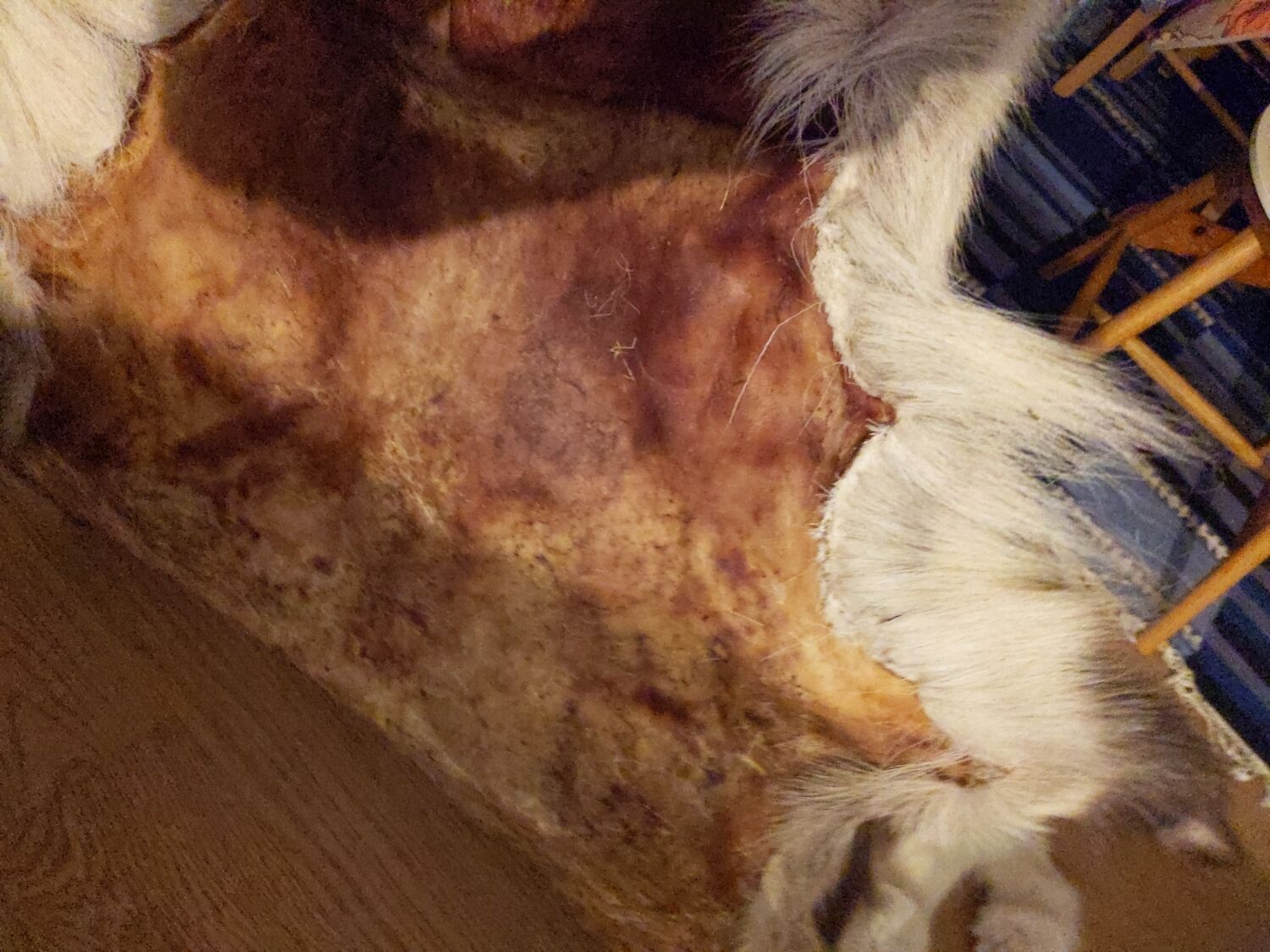 Reindeer skin rug