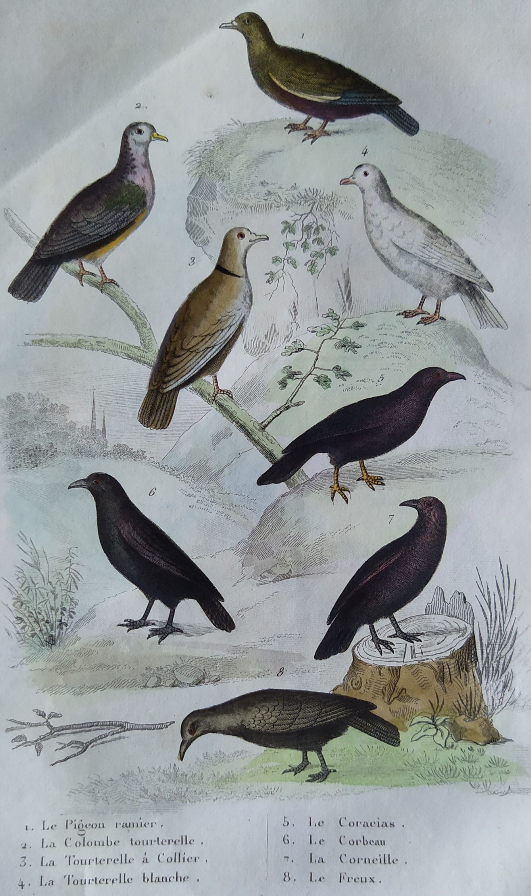 Original Ornithological Plate "Wood Pigeon - Turtle Dove - &c..." Buffon 1836