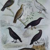 Original Ornithological Plate "Wood Pigeon - Turtle Dove - &c..." Buffon 1836