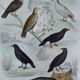Original Ornithological Plate "Wood Pigeon - Turtle Dove - &c..." Buffon 1836