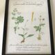 Botanical engraving precious herbal teas framed