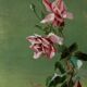 Paire de tableaux de roses- circa 1900