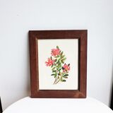 Botanical drawing