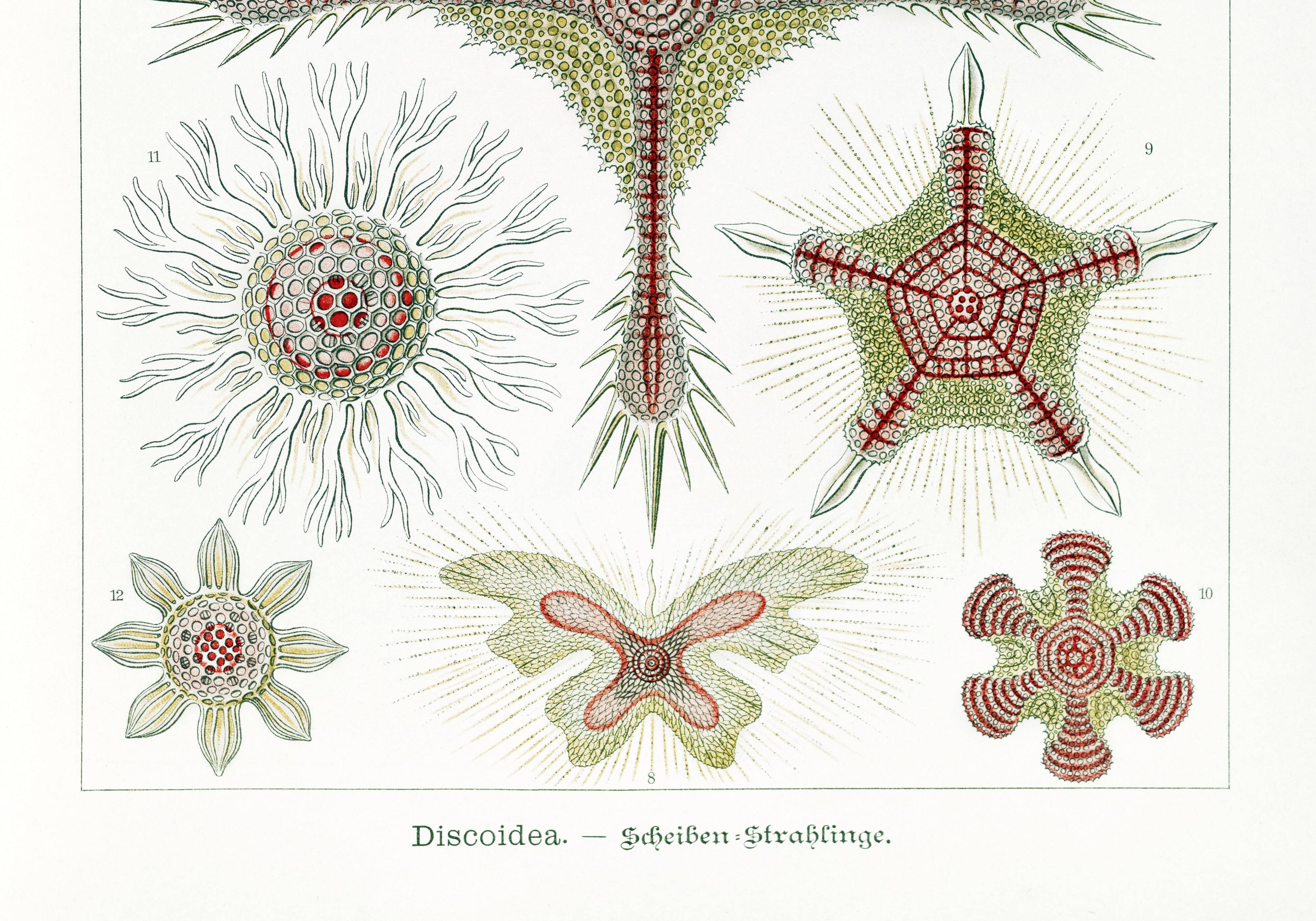 Poster about microscopic marine organisms, based on a lithograph