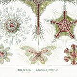 Poster about microscopic marine organisms, based on a lithograph