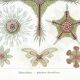 Affiche sur les organismes marins microscopiques, d’après une lithographie