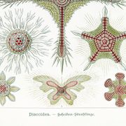 Poster about microscopic marine organisms, based on a lithograph
