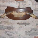 Trophy horns cow