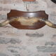 Trophy horns cow