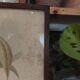 Cadre ancien ornithologique