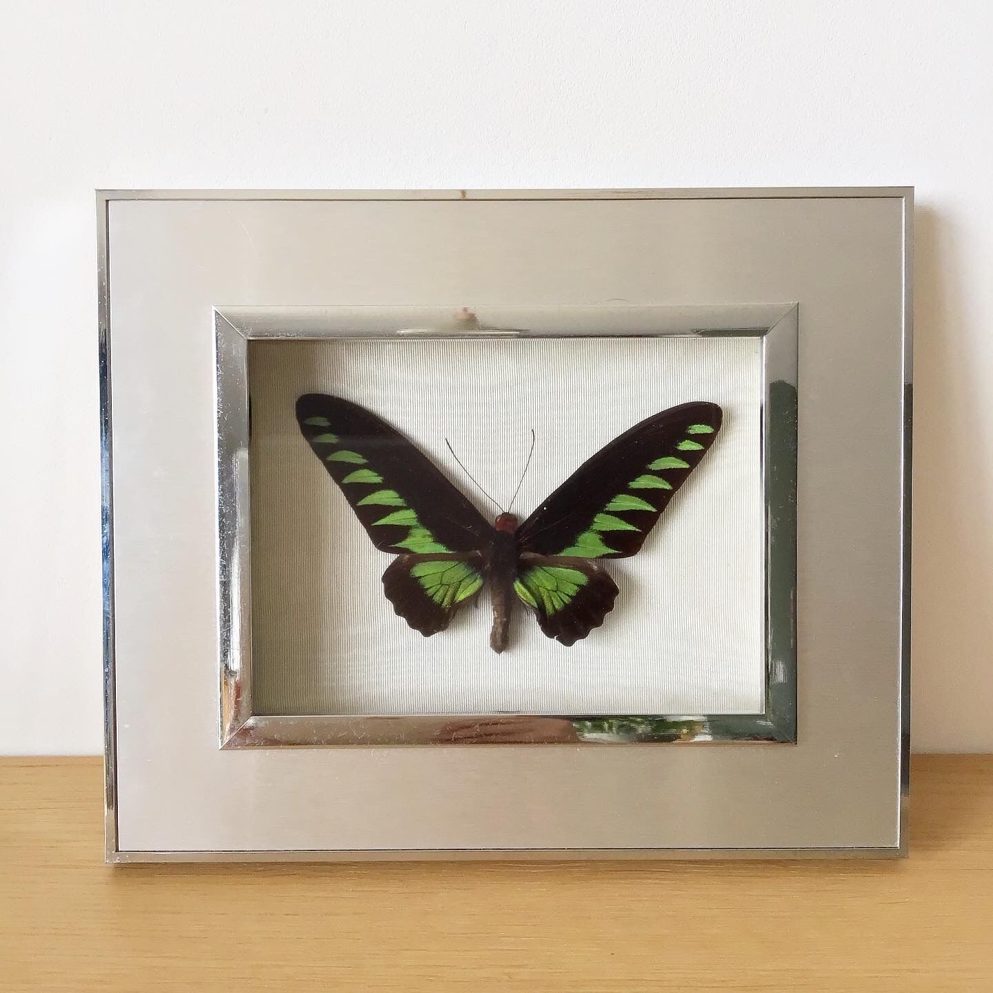 Vintage naturalized butterfly